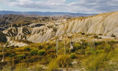 Anthyllis terniflora