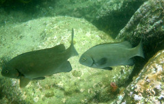 Girella elevata