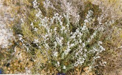 Teucrium capitatum gracillimum