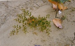 Fagonia cretica