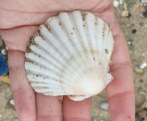 Pecten maximus