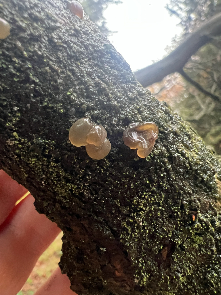 Protohydnum sucinum · November 2025 · photo: © saintaardvark (iNaturalist, cc0)