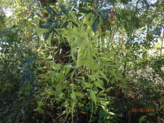 Gloriosa superba