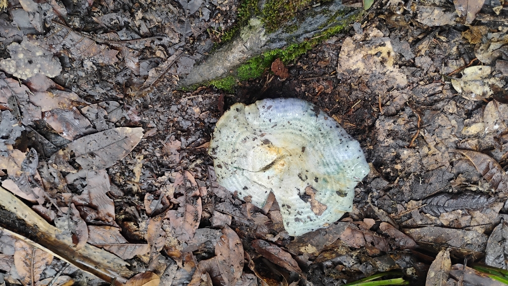 Lactarius indigo · November 2025 · photo: © carlobrescia (iNaturalist, cc-by-sa)