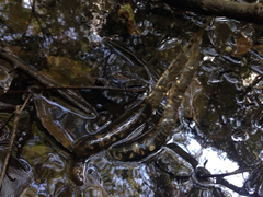 Hynobius quelpaertensis