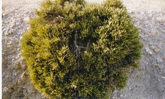 Salsola genistoides