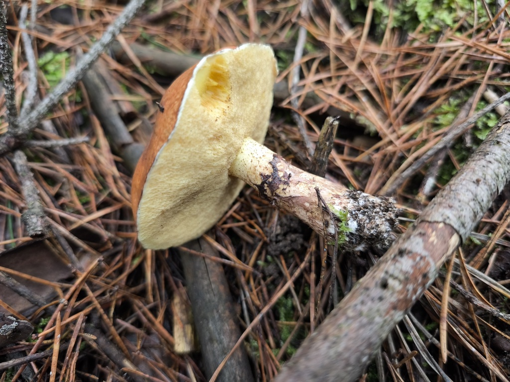 Suillus luteus · November 2025 · photo: © arthur_haendler (iNaturalist, cc0)