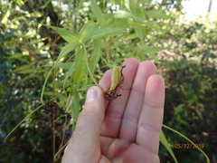 Gloriosa superba