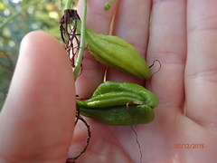 Gloriosa superba