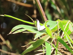 Pieriballia viardi