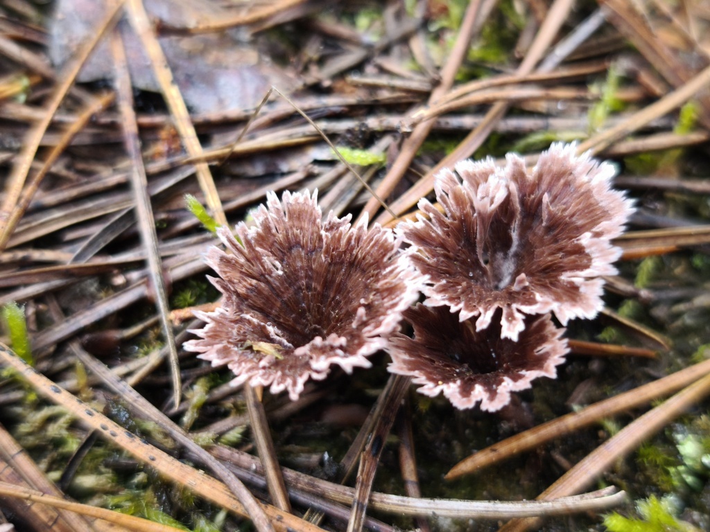 Thelephora caryophyllea · November 2025 · photo: © arthur_haendler (iNaturalist, cc0)
