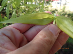 Gloriosa superba