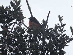 Anisognathus igniventris