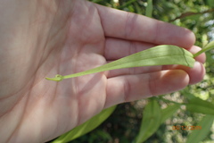 Gloriosa superba