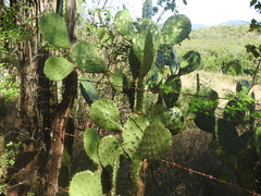 Opuntia bravoana