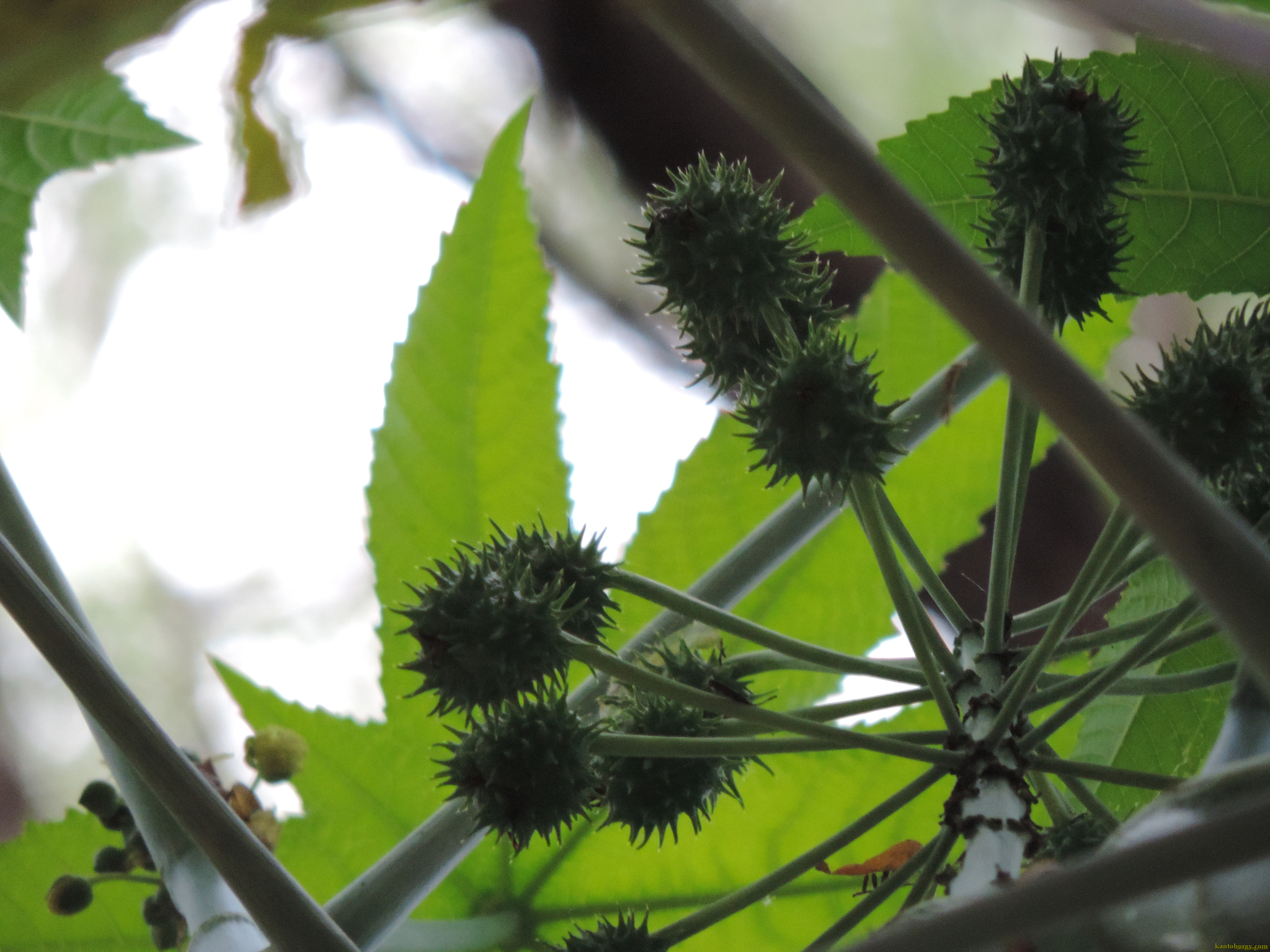 Ricinus image