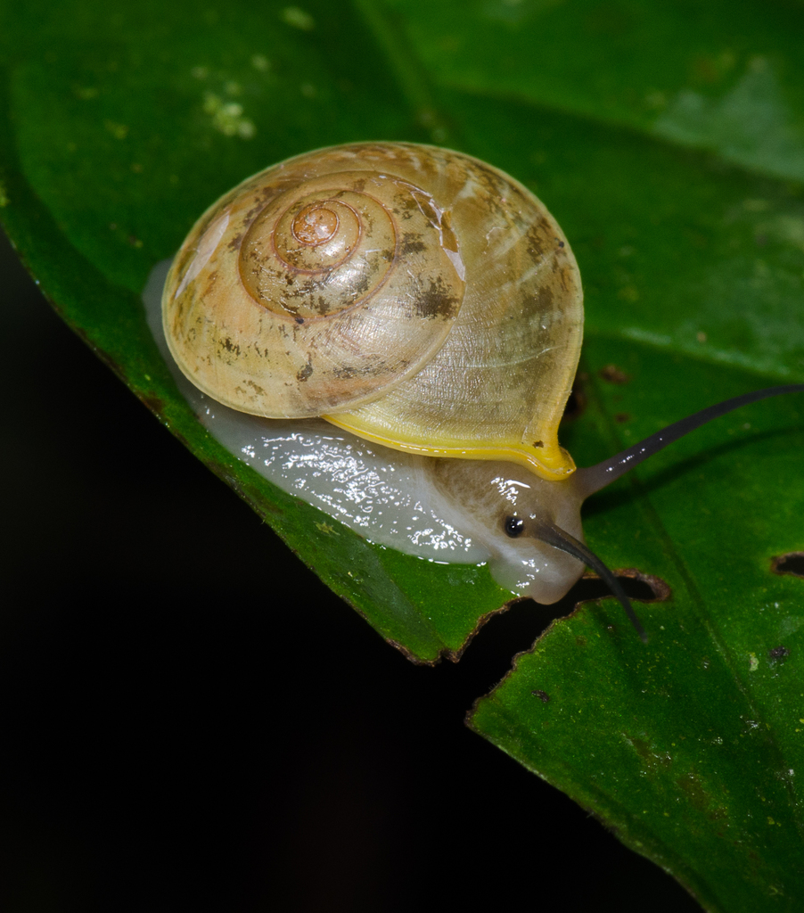 Helicina
