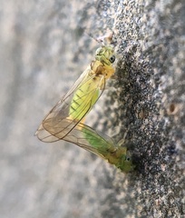 Eucalyptolyma maideni