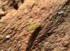 Eucalyptolyma maideni