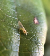 Eucalyptolyma maideni