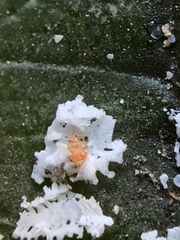 Eucalyptolyma maideni