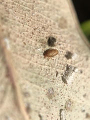 Eucalyptolyma maideni