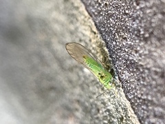 Eucalyptolyma maideni