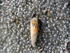 Eucalyptolyma maideni