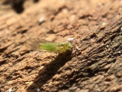 Eucalyptolyma maideni