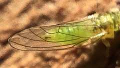 Eucalyptolyma maideni