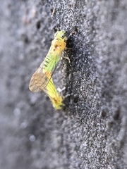 Eucalyptolyma maideni