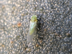 Eucalyptolyma maideni