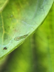 Eucalyptolyma maideni