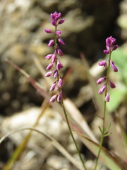 Polygala glochidiata