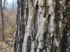Lecanora appalachensis