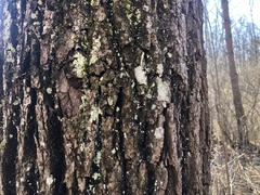 Lecanora appalachensis