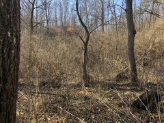 Lecanora appalachensis