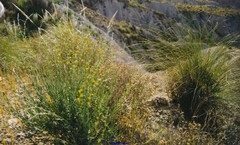 Stipa lagascae