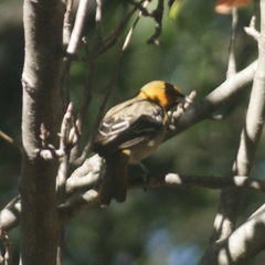 Icterus pustulatus