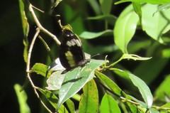 Dismorphia eunoe noelia