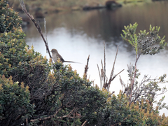 Asthenes griseomurina