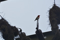 Anaplectes rubriceps