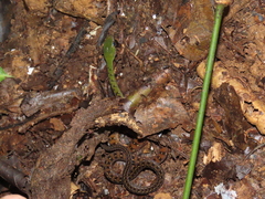 Dendrophidion clarkii