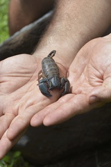 Opisthacanthus laevipes