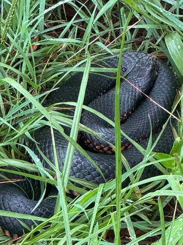 Red-bellied Black Snake sighting