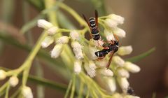 Leucospis hopei