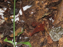 Dendrophidion clarkii