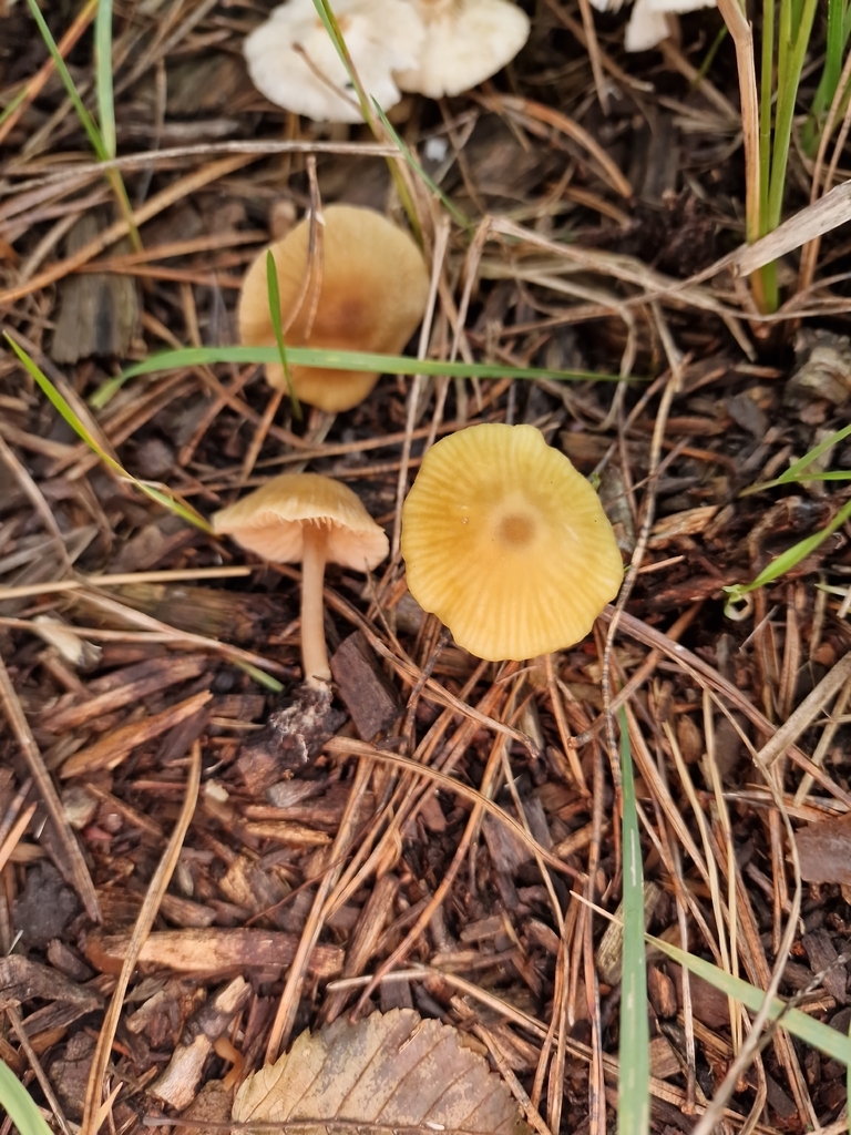 Entoloma pleopodium · November 2025 · photo: © lukas_l (iNaturalist, cc-by)