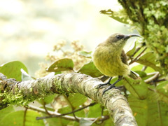 Chalcomitra senegalensis