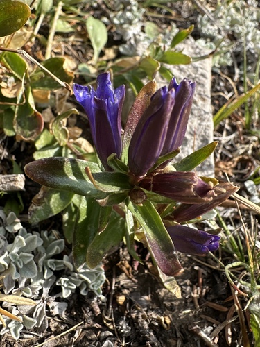 pleated gentian (Gentiana affinis)